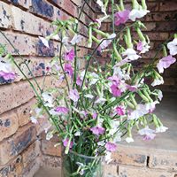 Nicotiana mutabilis Nicotiana mutabilis